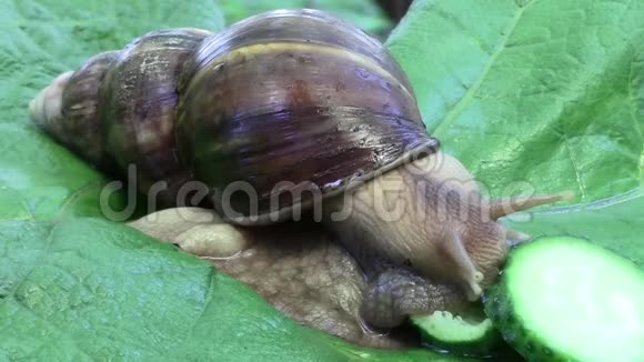 阿茶蒂娜蜗牛吃黄瓜视频的预览图