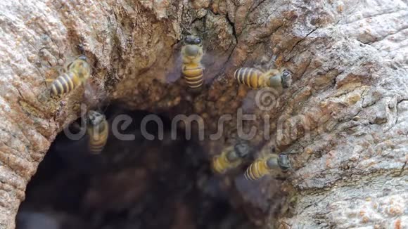 热带雨林树洞上的蜜蜂视频的预览图