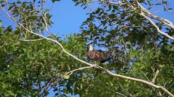 栖息在树枝上的鸟视频的预览图