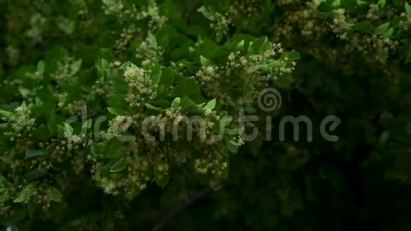 树的叶子和花朵随风飘动黑色背景视频的预览图