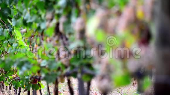 酒庄灌木丛上成熟葡萄的足迹改变了田深视频的预览图