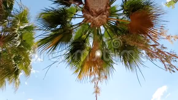 棕榈叶在海滩风和日丽的天气移动的慢镜头视频的预览图