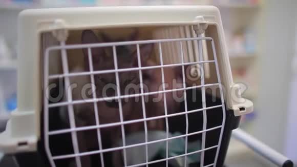 两只流浪猫被关在一个笼子里运输动物斯芬克斯品种视频的预览图