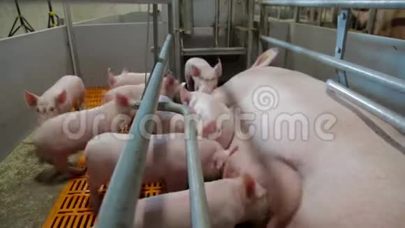 母猪哺乳仔猪集约化养猪视频的预览图