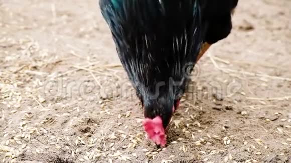 黑色的有红色的扇贝啄麦粒爪子印在沙子上视频的预览图