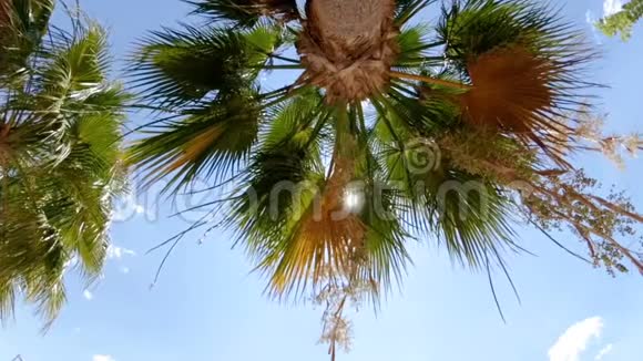 阳光明媚的一天海滩上高棕榈树的慢镜头视频的预览图