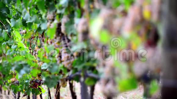 酒庄灌木丛上成熟葡萄的足迹改变了田深视频的预览图