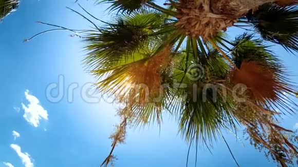 4k片阳光透过棕榈树叶子照射视频的预览图