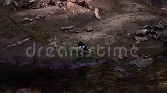 坐在岩石上的小叉尾鸟视频的预览图