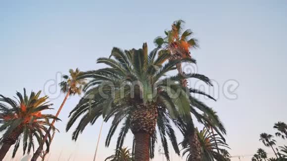 巴塞罗那公园树棕榈树的电子稳定运动视频视频的预览图