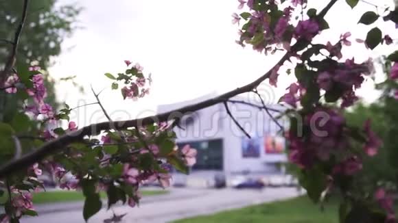 城市街道背景上的亮粉樱花枝春花和园艺理念库存数据视频的预览图