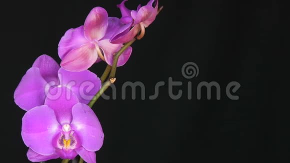 美丽绽放的紫兰花时尚的黑色背景视频的预览图