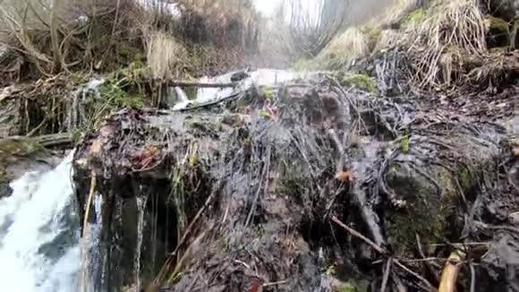 春天森林里的小溪视频的预览图