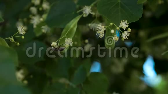 一只大黄蜂在林登花上收集花粉的宏绿色的林登树叶子在背景上制作视频的预览图