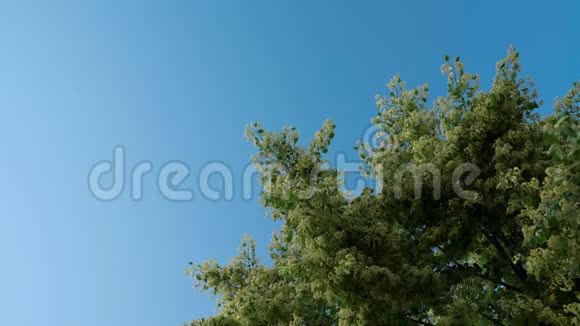 开花林登树冠的长镜头背景上的蓝天大黄蜂给一棵树授粉视频的预览图