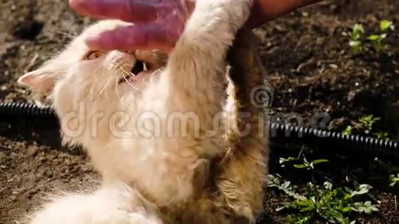 雌性的手可以安抚咬着的猫米色毛茸茸的猫在泥里打滚晒太阳动作缓慢视频的预览图