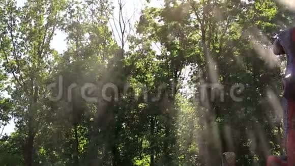 阳光森林里的小水滴视频的预览图
