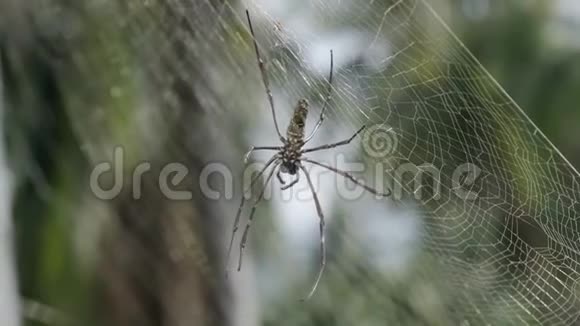 蜘蛛在网上棕色欧洲花园蜘蛛网与绿色模糊的背景视频的预览图