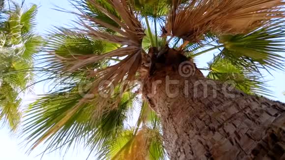 蓝天棕榈树慢动作视频视频的预览图