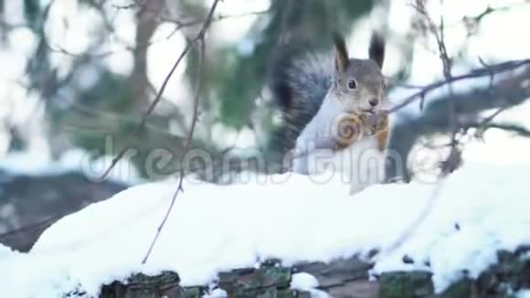 冬天森林里松鼠吃坚果的特写镜头自然栖息地的动物视频的预览图