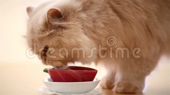 猫的饮用水视频的预览图