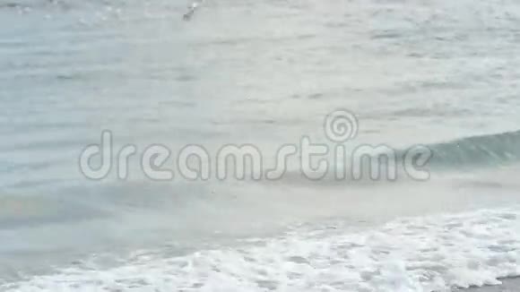 海鸥从水里吃视频的预览图
