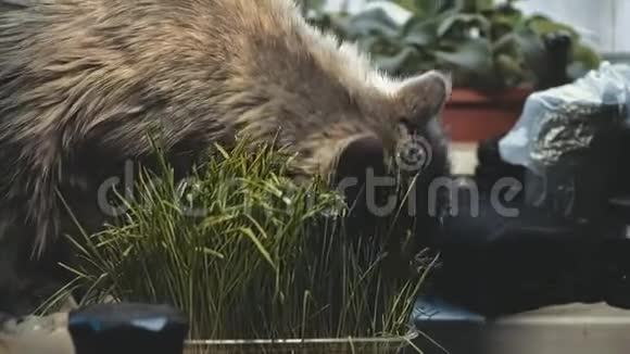 灰猫在吃草猫在闪烁的灯光下吃着窗台上的草视频的预览图