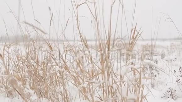 在一个下雪的日子里冬天的森林背景上有大雪帽的干草视频的预览图