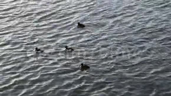 鸭子在河里游泳视频的预览图