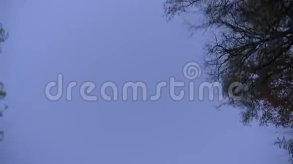 在蓝天背景下快速移动的树木和鸟类的顶部拍摄视频的预览图