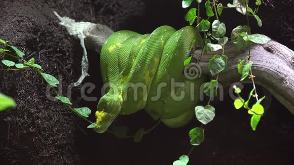 热带雨林树枝上的绿蛇准备攻击猎物视频的预览图