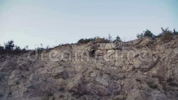 登山者到达悬崖顶端4K视频的预览图