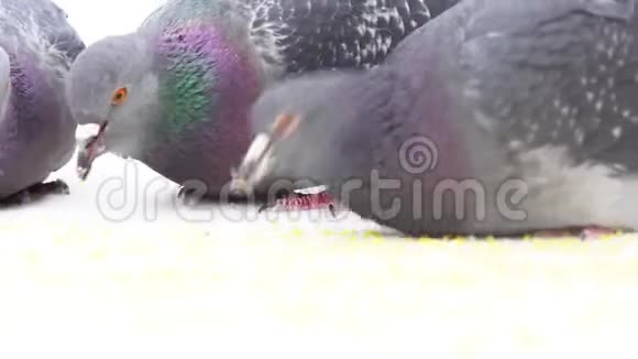 为在白色背景下吃麦粒的鸽子关门媒体一群鸟啄着黄色的小颗粒视频的预览图