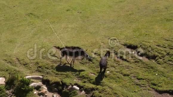 阳光明媚的一天两头驴在草地上吃草踢腿视频的预览图