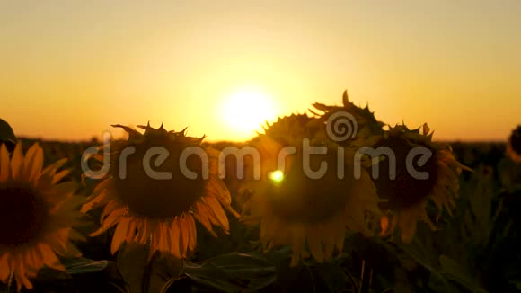 在美丽的夕阳的照耀下向日葵在田野里开花特写镜头农业经营的概念有机有机有机有机有机视频的预览图