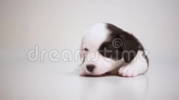 黑白新生的懒洋洋的科吉小狗躺在木地板上睡觉狗在睡梦中颤抖视频的预览图