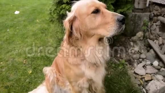 金毛猎犬坐在草地上抬头看的特写照片悲伤的猎犬摆姿势看着镜头视频的预览图