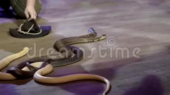 马戏团里的蛇特写行动魔术师在表演过程中收集在马戏团里爬行的蛇危险视频的预览图