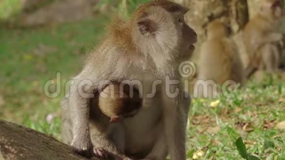 猴子女和她的孩子慢动作视频的预览图