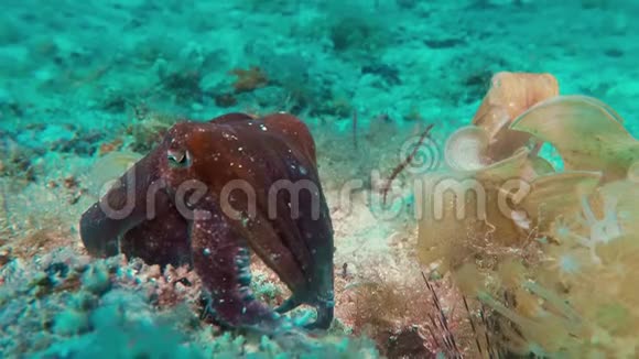 菲律宾热带珊瑚礁上的阔俱乐部墨鱼和其他菲律宾墨鱼视频的预览图