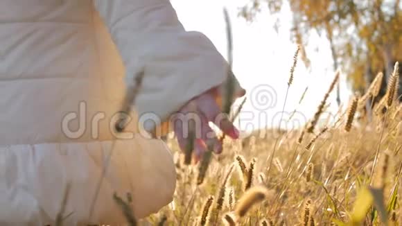 小女孩农夫用手抚摸着田野上的草麦玉米映衬着美丽的夕阳视频的预览图