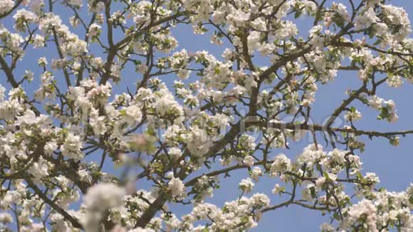 村里有俄罗斯花园的开花苹果树的枝条鸟声和热闹的村庄视频的预览图