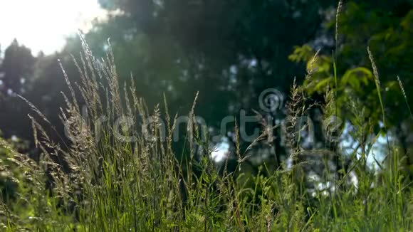 晴天前景的绿草背景上模糊的杨树杨树的绒毛在空中飞舞视频的预览图