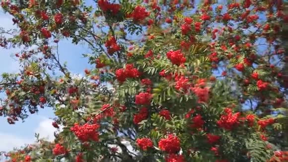 夏天的山灰和绿枝的红色浆果罗文树视频的预览图