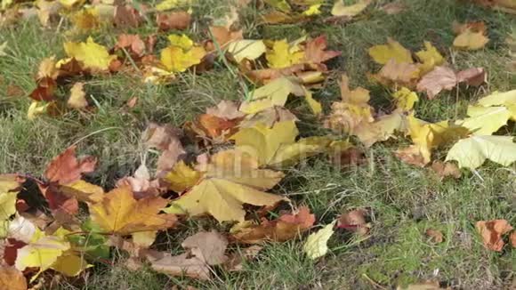 秋天公园的草地上有黄色橙色和红色的枫叶视频的预览图