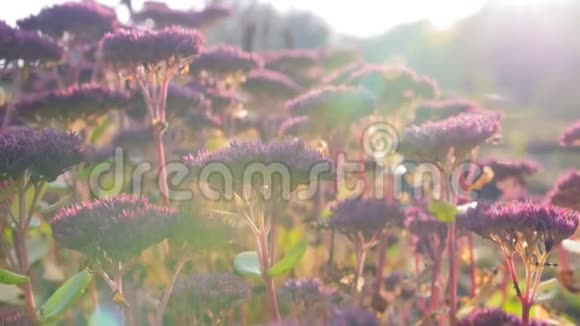早上在植物园里开出美丽的紫色花朵近距离射击视频的预览图