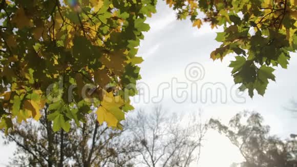 黄色橙色和绿色的枫叶挂在蓝天的树上在风中摇曳视频的预览图