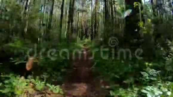 在森林小径上快速移动POV视频的预览图