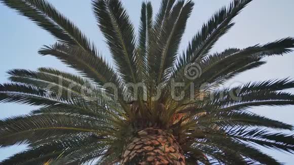 巴塞罗那公园树棕榈树的电子稳定运动视频视频的预览图