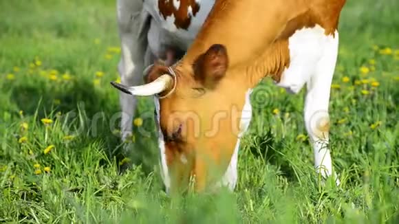 草地上的牛在吃草视频的预览图